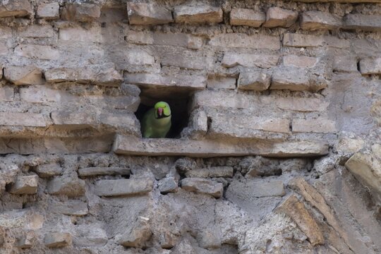 Ring-necked or Rose-ringed parakeet (Psittacula krameri) adult bird looking out of a hole in an ancient city building, Rome, Italy