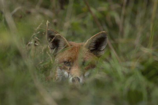 Red fox (Vulpes vulpes) adult animal hiding in countryside grassland, England, United Kingdom