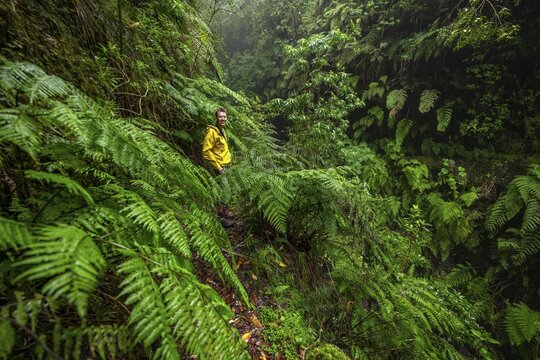 Hikers on a narrow footpath among ferns, in densely overgrown forest, Levada do Caldeir&atilde;o Verde, Parque Florestal das Queimadas, Madeira, Portugal
