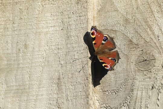 Peacock butterfly (Aglais io) adult resting on a garden fence, Suffolk, England, United Kingdom