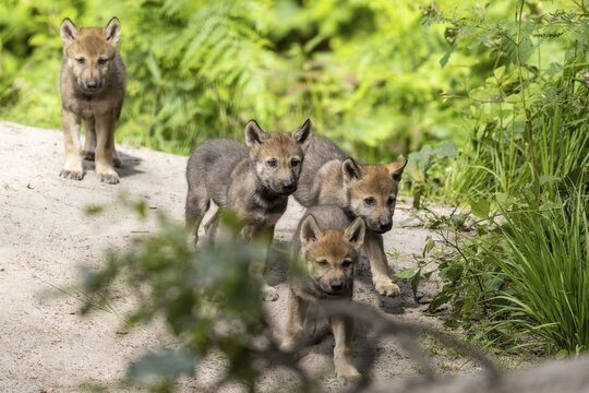 A group of wolf pups stands on a sandy path surrounded by plants, European grey gray wolf (Canis lupus) pups, Germany