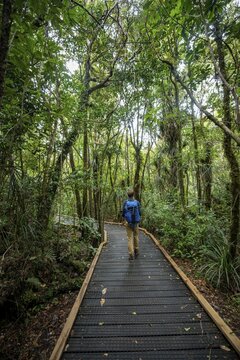 Young man on hiking trail in Kauri Forest, Kauri Walks, Waipoua Forest, Northland, North Island, New Zealand
