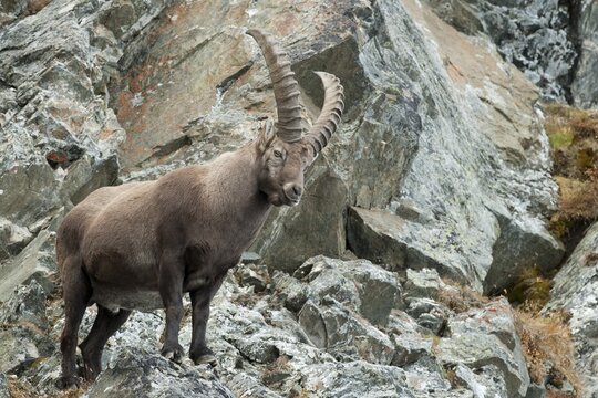 Alpine Ibex (Capra ibex) standing on a cliff face, Tyrol, Austria