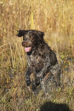 Hunting dog Bohemian Raubart or also Cesky Fousek, Allg&auml;u, Bavaria, Germany