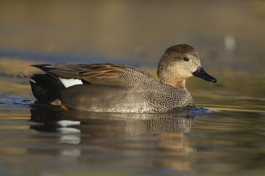 Gadwall (Mareca strepera) adult duck on a lake, Surrey, England, United Kingdom