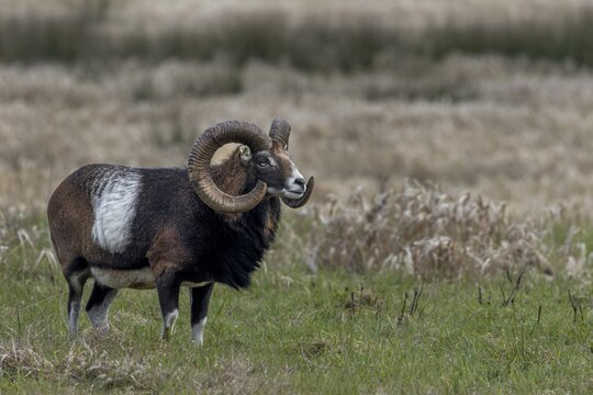 One often has the impression that every movement is perceived by the mouflon ram (Ovis gmelini), Germany