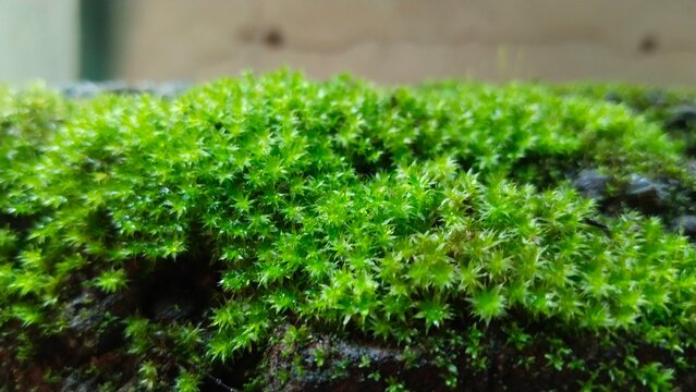 Macro texture of vibrant green haircap moss growing on damp stone surface
