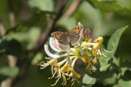Meadow brown (Maniola jurtina) butterfly feeding on a Wild honeysuckle flower in the summer, Suffolk, England, United Kingdom