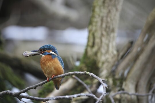 Kingfisher (Alcedo atthis) male in the snow, with a preyed-up common bald ibis (Cottus gobio) Allg&auml;u, Bavaria, Germany, Allg&auml;u, Bavaria, Germany