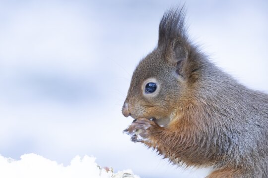 Red squirrel (Sciurus vulgaris) adult animal eating a nut in snow in winter, England, United Kingdom