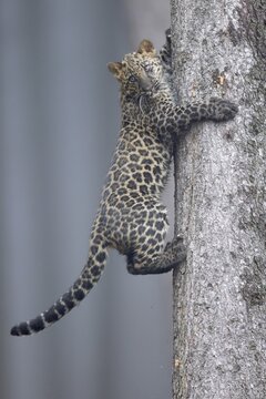 Indian indian leopard (Panthera pardus fusca) young climbing a tree, Czech Republic