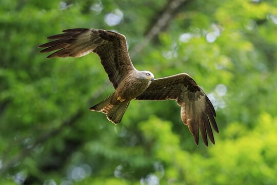 A bird of prey flies through dense green trees, Red Kite, (Milvus milvus) wildlife, Germany