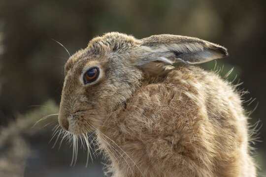European brown hare (Lepus europaeus) adult animal head portrait, England, United Kingdom