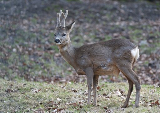 Roe deer (Capreolus capreolus), roebuck in winter coat with horns, antlers in velvet, Germany