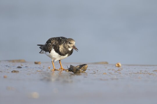 Ruddy turnstone (Arenaria interpres) adult wading bird feeding on a mussel shell on a harbour jetty, Norfolk, England, United Kingdom