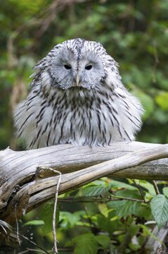 Ural owl (Strix uralensis), sitting on a branch, captive, Bavaria, Germany