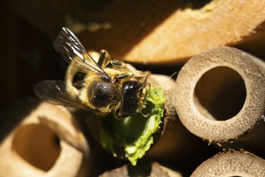 Leaf cutter bee (Megachile centuncularis) adult insect returning to a bee hotel box with leaves in summer, England, United Kingdom