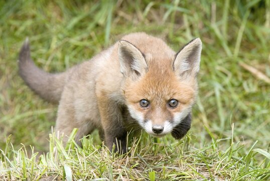 Young Red Fox (Vulpes vulpes) stalking in the grass, Thaur, Tyrol, Austria, Europe