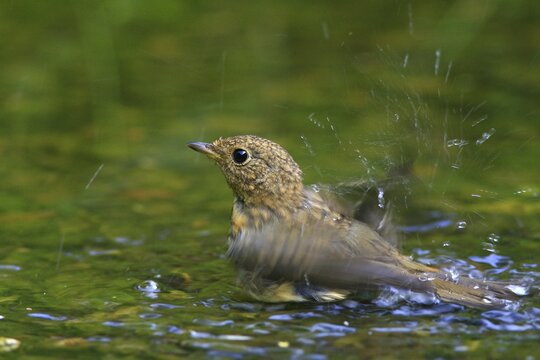 Young European Robin (Erithacus rubecula), bathing in a stream