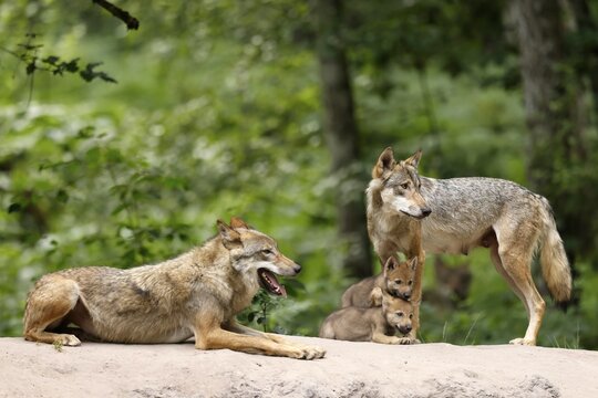 European gray wolf (Canis lupus), adult with pups, captive