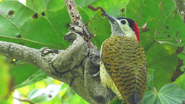 close-up of a Spot-breasted Woodpecker (Colaptes punctigula) foraging on a sapodilla tree, pecking the wood in search of insect larvae. This detailed sequence captures natural feeding