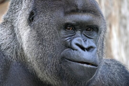 Western western gorilla (Gorilla gorilla) silverback, animal portrait, captive