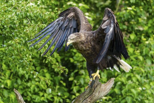 An eagle soars from a tree trunk, framed by green leaves, white-tailed eagle (Haliaeetus albicilla), France