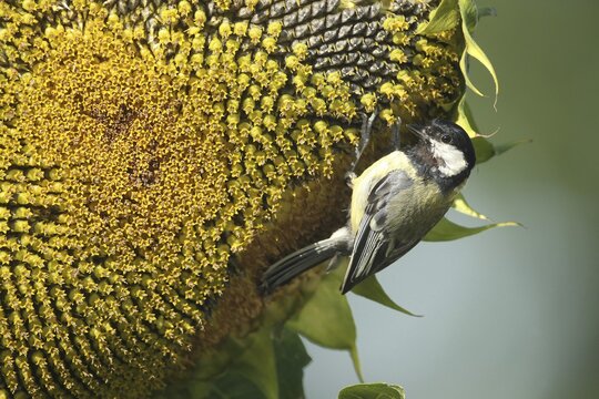 Great tit (Parus major) picking ripe seeds from a sunflower (Helianthus annuus) Allg&auml;u, Bavaria, Germany, Allg&auml;u, Bavaria, Germany