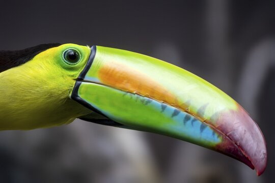 Keel-billed toucan (Ramphastos sulfuratus), animal portrait, Germany