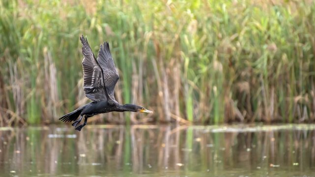 Great cormorant (Phalacrocorax carbo), in flight, Burgenland, Austria