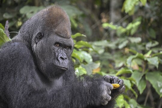 Western lowland gorilla (Gorilla gorilla gorilla) with a banana, R&eacute;serve L&eacute;sio-Louna nature reserve, near Moembe, Plateau department, Republic of Congo