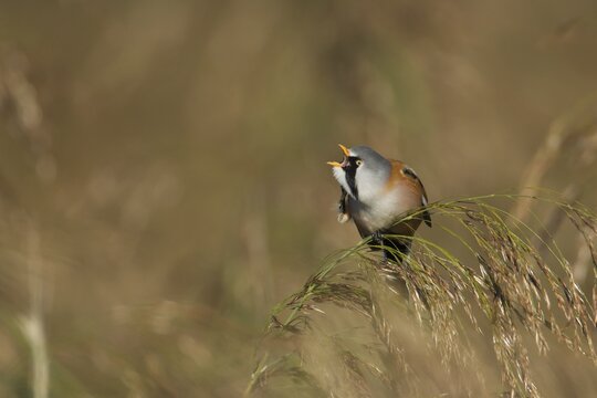 Bearded tit or reedling (Panurus biarmicus) adult male bird on a Common reed seedhead, RSPB Strumpshaw fen nature reserve, Norfolk, England, United Kingdom