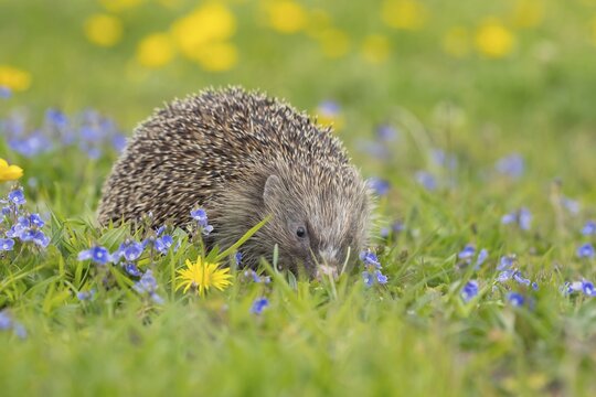 European hedgehog (Erinaceus europaeus) adult animal in a spring meadow with flowering Buttercup and Speedwell plants, England, United Kingdom
