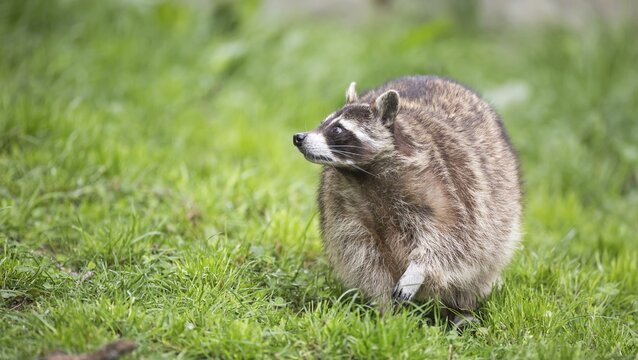 Raccoon (Procyon lotor), captive, Saarland, Germany