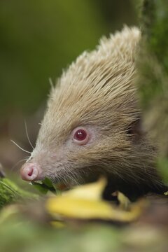 European Hedgehog (Erinaceus europaeus) albino, adult head portrait, Suffolk, England, United Kingdom