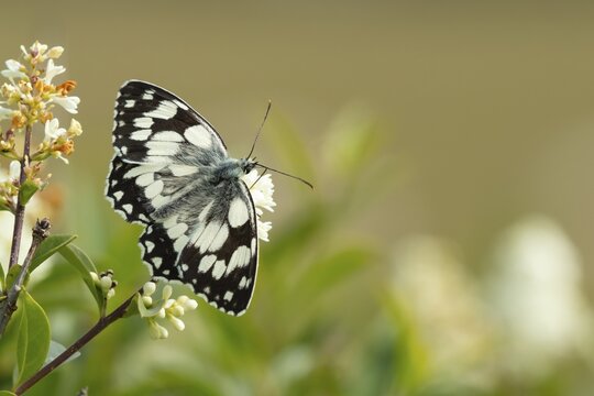 Marbled white butterfly (Melanargia galathea) adult insect feeding on flowers in summer, Suffolk, England, United Kingdom