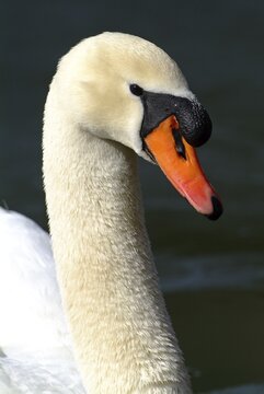 Mute Swan (Cygnus olor), Lake Reintaler-See, Kramsach, Tyrol, Austria, Europe