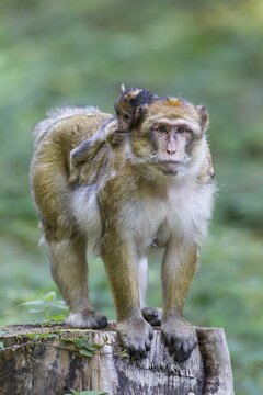 Barbary Macaque (Macaca sylvanus) adult female with young, 12 weeks, native to Morocco, captive, Rhineland-Palatinate, Germany