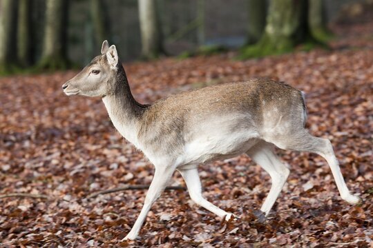 Fallow Deer (Dama dama), female