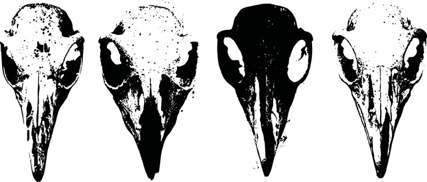 Four black and white bird skull silhouettes in a row ornithology, anatomy, bones study illustration