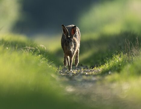 European hare (Lepus europaeus) running on a field path, wildlife, Lower Saxony, Germany