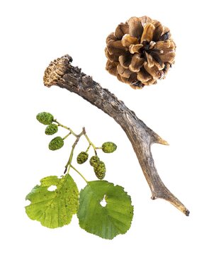 Horns of a deer, pine cone and leaf of an alder (Alnus), tree, free-standing, Vechta, Lower Saxony, Germany