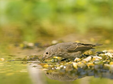 Grey flycatcher (Muscicapa striata) at the water's edge, observing the water amidst pebbles, Solms, Hesse, Germany