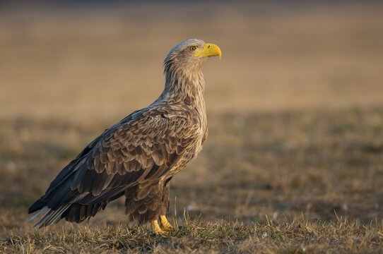 Old white-tailed eagle (Haliaeetus albicilla) safe in winter with sharp look, Kutno, Polenn