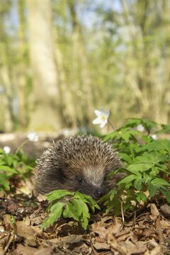 European hedgehog (Erinaceus europaeus) adult animal in a woodland in spring, Suffolk, England, United Kingdom