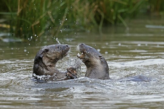 Two young european otter (Lutra lutra), playing in a pond, captive