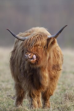 Highland cattle or cow (Bos taurus taurus) adult farm animal sticking its tongue out in a grass field, England, United Kingdom