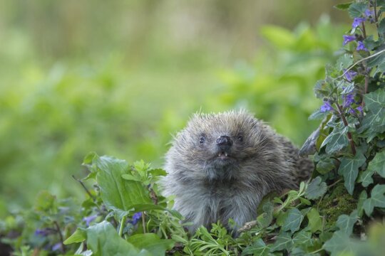 European hedgehog (Erinaceus europaeus) adult animal in a springtime woodland, England, United Kingdom
