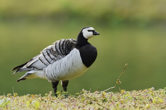 White-fronted goose or barnacle goose (Branta leucopsis), North Rhine-Westphalia, Germany