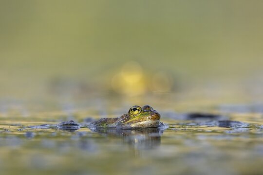 Water frogs (Pelophylax cl. esculentus) do not leave the water immediately after spawning, they are more water-bound than grass frogs, for example, Germany